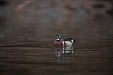 Wall Mural - a wood duck drake swimming in a stream.