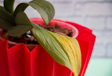 Withered Green And Yellow Leaves Of Orchids In A Red Pot