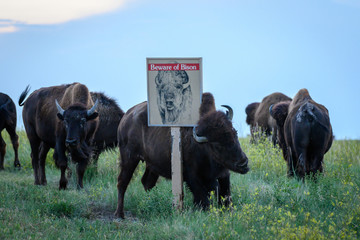 Canvas Print - Beware of Bison Sign Shares an Ironic Message