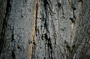 tree bark texture