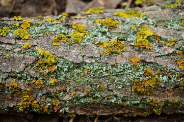 Canvas Print - lichen on tree