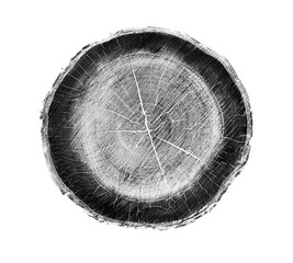 Wall Mural - black and white wood texture of tree rings from a slice of log. grayscale wooden stump isolated on w