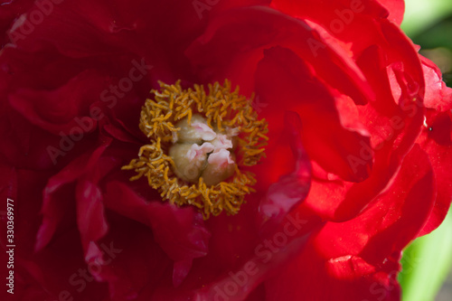Red Peony Flower © Richard