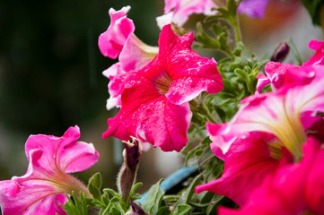 flowers in the garden. Petunia in the garden. plant grow in greenhouse. Floral background of blooming petunias. eco garden. flower in a pot. environment ecology concept. Closeup Petunia flowers