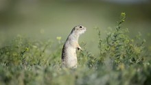 Funny Ground Squirrel (Spermophilus Pygmaeus) Standing In The Grass And Screams