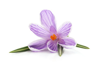 Sticker - One purple crocus.