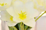 Fototapeta Tulipany - White tulips closeup background