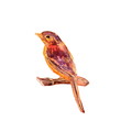Wild bird sitting on a branch. Purple and orange hand painted watercolor. Vintage colorful illustration isolated on white background