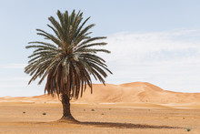 Beautiful Desert Landscape With Sand Dunes And One Lonely Palm. Travel In Morocco, Sahara, Merzouga. Nature Background.