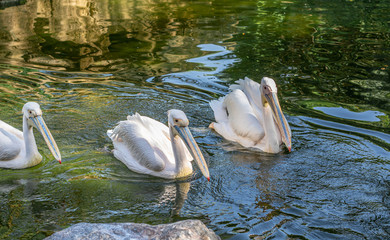 Three white pelicans swimming in pond.