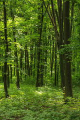  Sunlight in the green forest, spring time