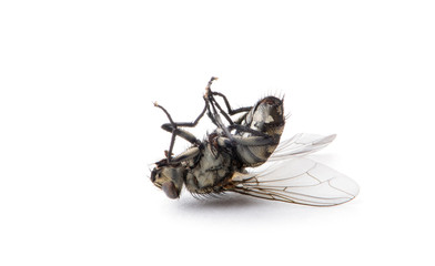 Poster - Dead Fly isolated white background.