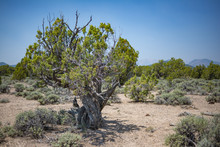 An Old Twisted Utah Juniper Tree (Juniperus Osteosperma) That Has Scars From Surviving Many Droughts During Its Long Rough Life In The Harsh Great Basin Desert.