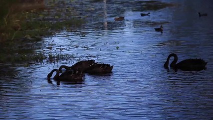 Wall Mural - flock of black swans swimming and eating water plants pond lake river  Australia