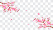 Spring Sakura branch with falling petals Vector illustration. Pink Cherry blossom isolated on fake transparent background.