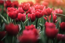 Red Tulips In The Garden , Spring-blooming And The Flowers Are Usually Large , So Beautiful In Garden