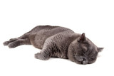 Fototapeta Koty - Funny sleeping British cat