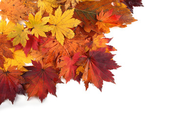 autumn maple leaves