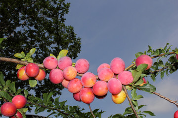 Poster - Red plums on tree