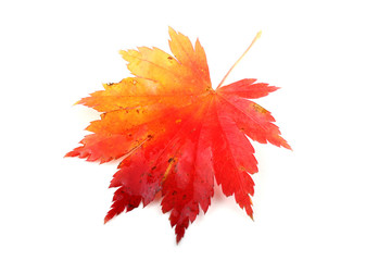 autumn maple leaf