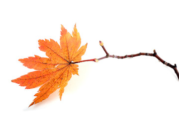 autumn maple leaf