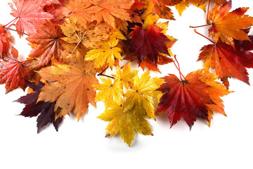autumn maple leaves