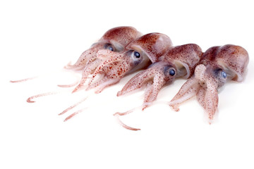 Poster - Little cuttlefishes