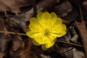 Canvas Print - Adonis amurensis, Far Eastern snowdrop