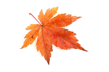 autumn maple leaf