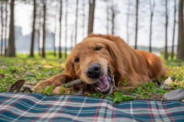 Wall Mural - Golden retriever lying on the grass and biting a tree branch