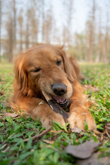 Wall Mural - Golden retriever lying on the grass and biting a tree branch