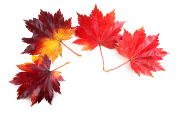 autumn maple leaves