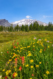 Fototapeta Góry - Panther Meadows, Mt Shasta, CA