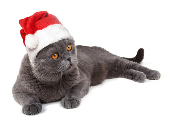 Sticker - Funny Santa cat