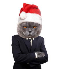 Wall Mural - Serious boss cat wearing Santa hat