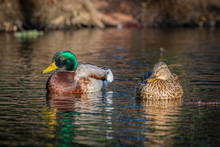 Pair Of Mallard Ducks Floating Peacefully On A Sunlit Pond