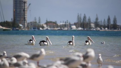 Wall Mural - flock of pelican group birds having rest and grooming and floating water surface