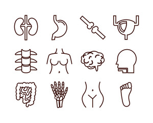 Sticker - bundle of body parts and organs icons