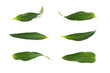 © bqmeng - Set of beautiful fresh lily leaves isolated on white background