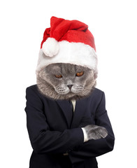 Canvas Print - Sad employer cat wearing Santa hat