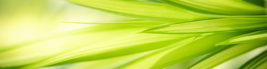 Nature of green leaf in garden at summer. Natural green leaves plants using as spring background cover page greenery environment ecology wallpaper