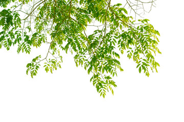 green leaves isolated with clipping paths on a white background