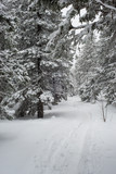 Fototapeta Do pokoju - snow-covered, coniferous, white forest, after a night of snowfall and a waving path among fir trees
