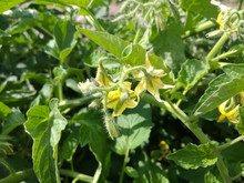 Fresh Tomato Plants Full With Flowers Are Ready To Give Tomatoes In Fields