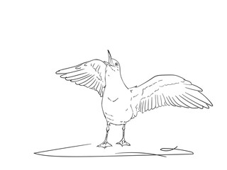 Sketch of screaming seagull with spreaded wings, Vector hand drawn illustration