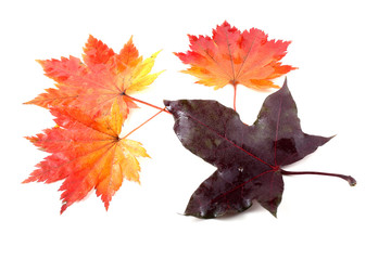 autumn maple leaves