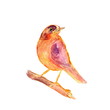 Wild bird on a branch. Purple and orange hand painted watercolor. Vintage colorful illustration isolated on white background