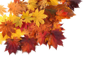 autumn maple leaves background