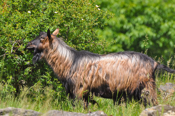 Domestic goat on a meadow. Goat eating the grass on the green meadow