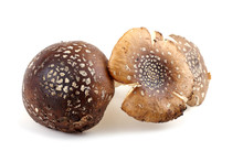 Brown Amanita. Poison Mushrooms